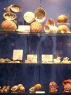 Colección de conchas