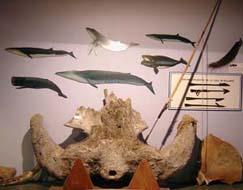 Huesos de ballena