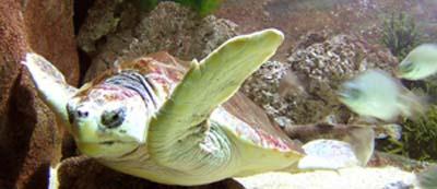 Tortuga en el acuario